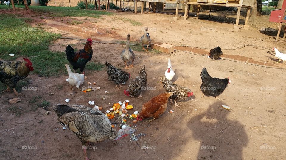 chickens. chickens eating eggs shells