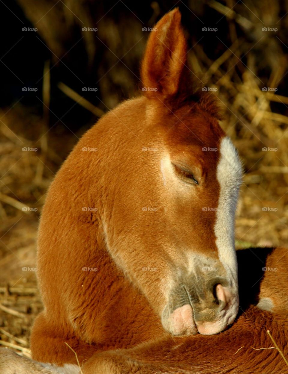 Wild Horse Foal Falling Asleep