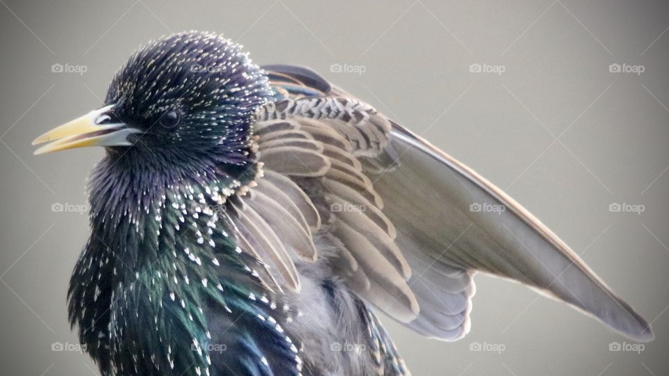 Starling