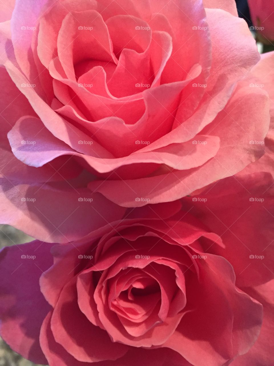 Roses for Mother's Day!