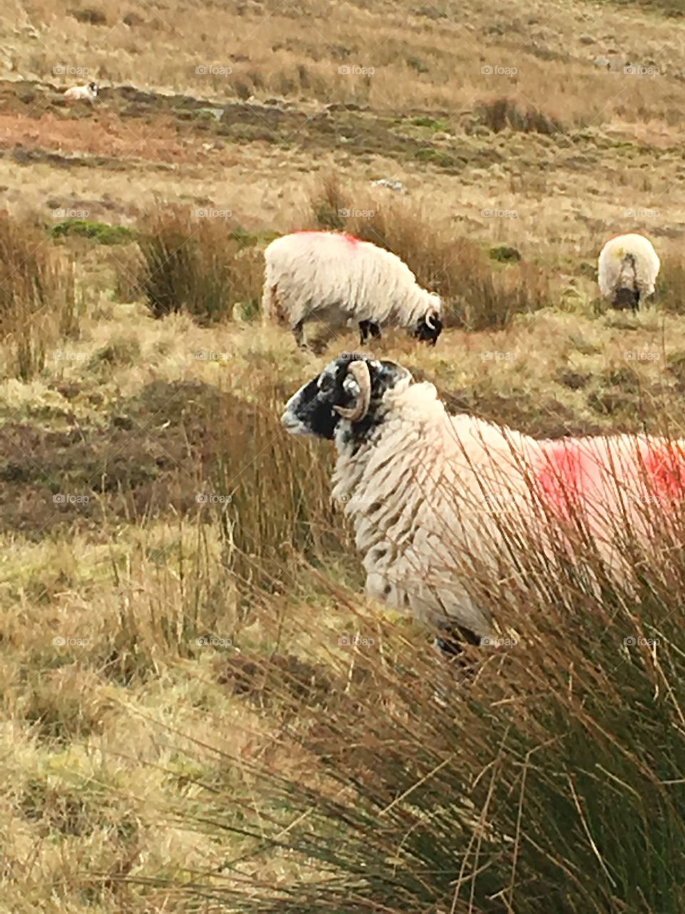 Yorkshire sheep
