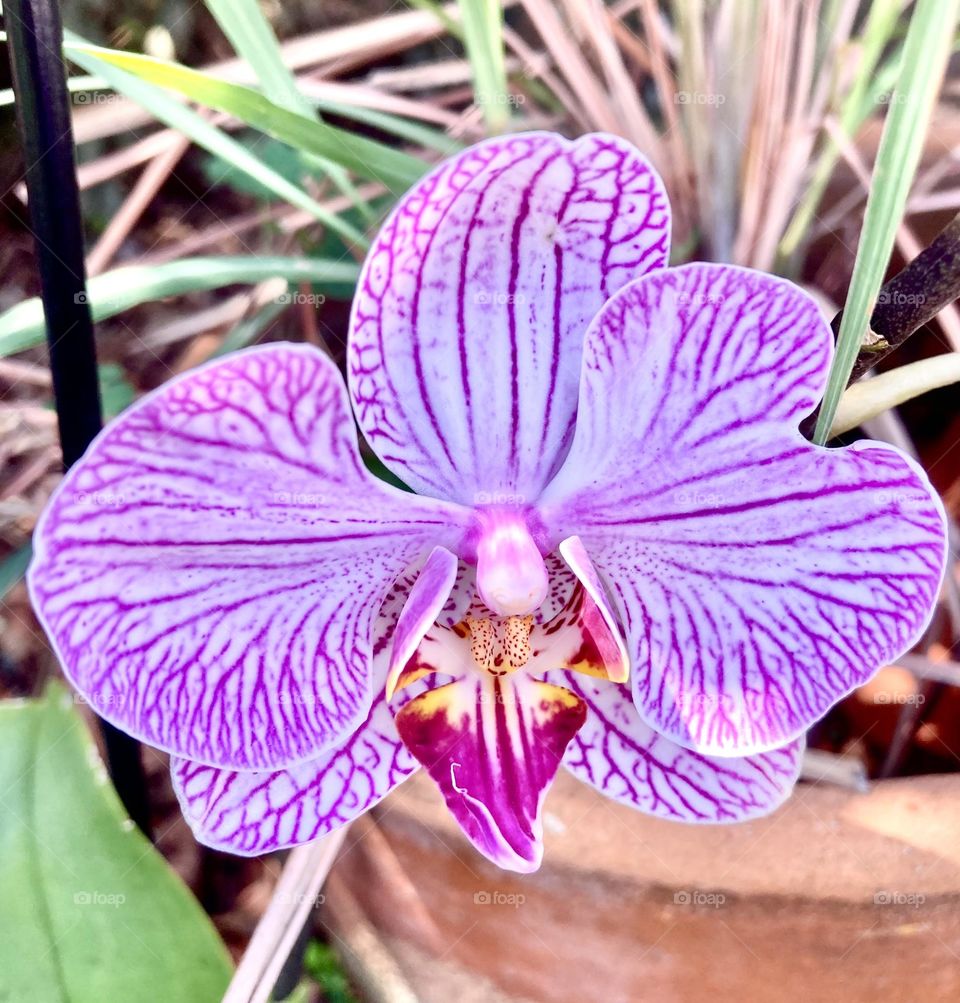 🌹 🇺🇸 Very beautiful flowers to brighten our day.  Live nature and its beauty. Did you like the delicate petals? / 🇧🇷 Flores muito bonitas para alegrar nosso dia. Viva a natureza e sua beleza. Gostaram das pétalas delicadas? 