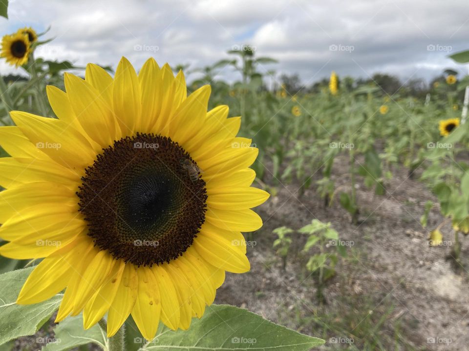 Sunflower in field