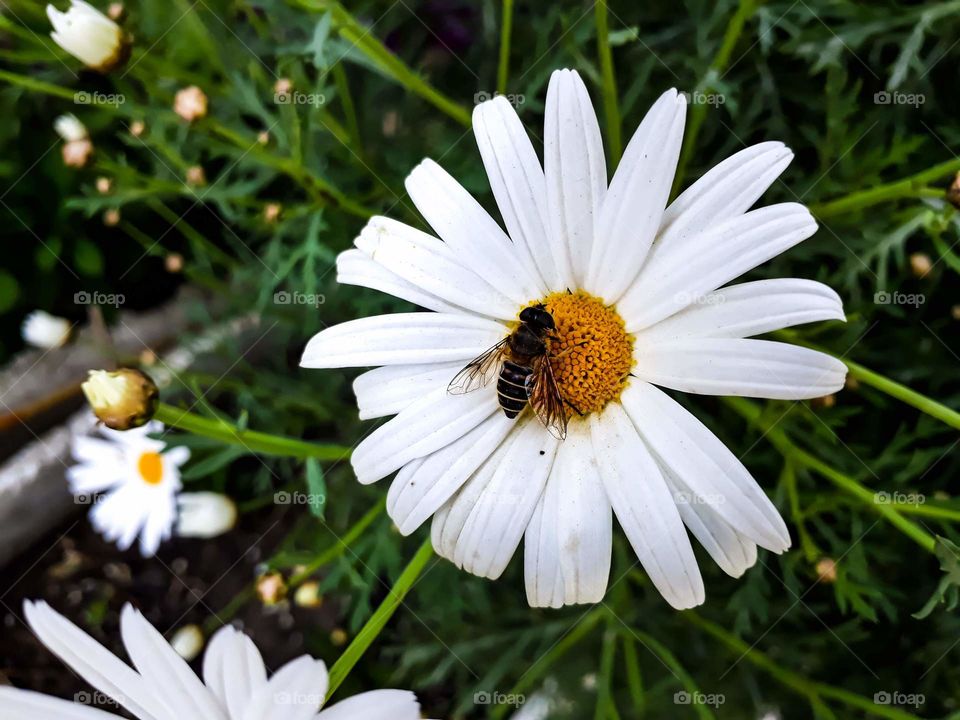 A beautiful process of pollination shot by mobile phone