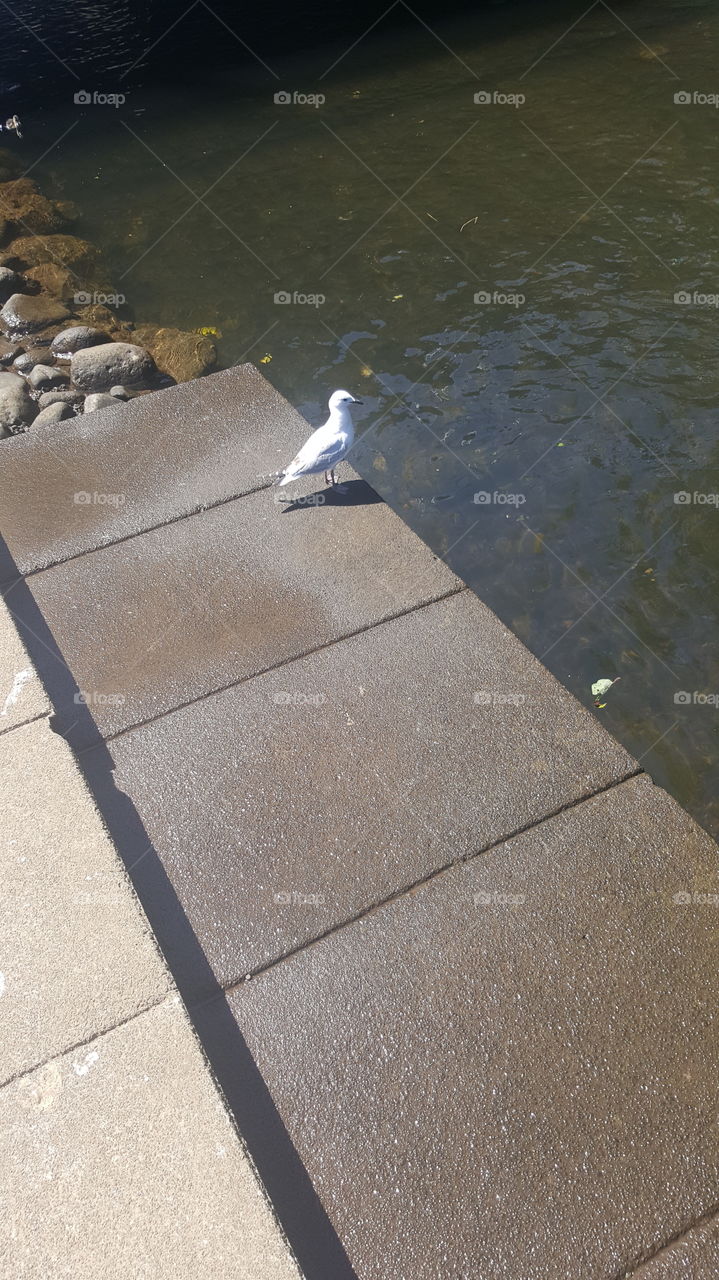 River and seagull