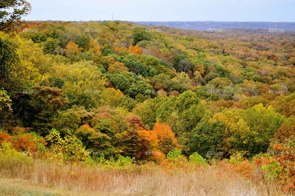 nature outdoors colors tree by refocusphoto