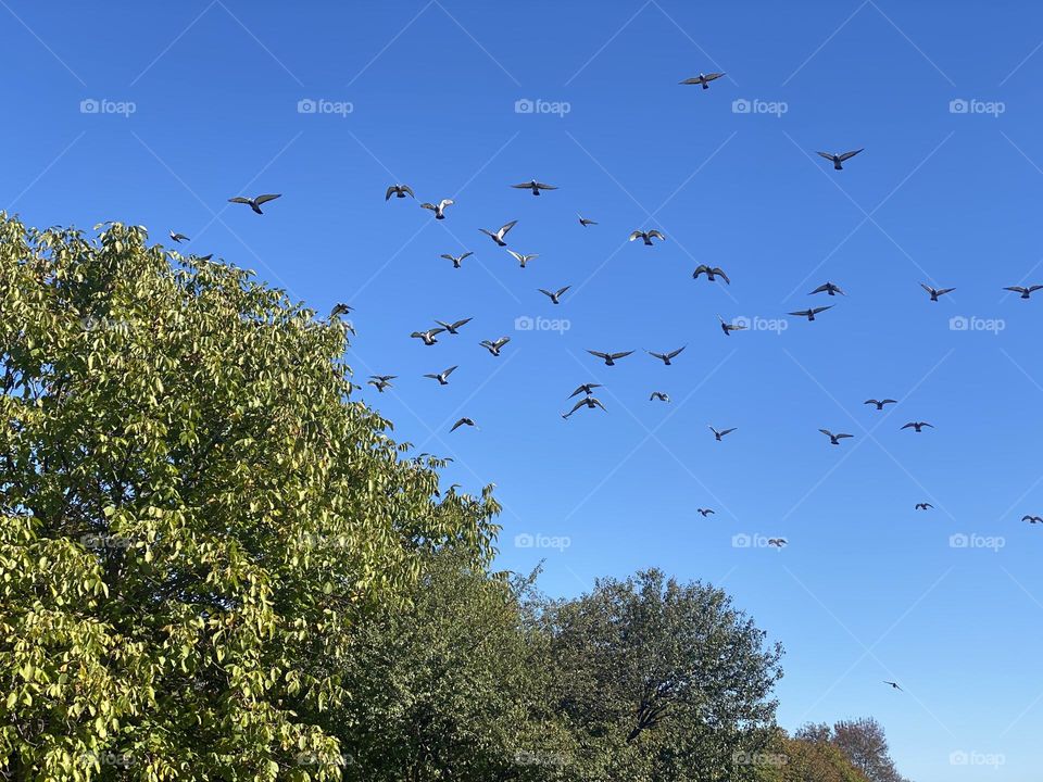 Flying birds against blue sky 