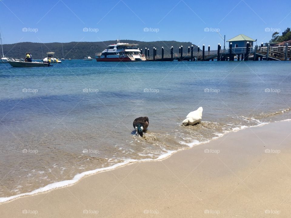 Two ducks are in the water in the ocean Australia 