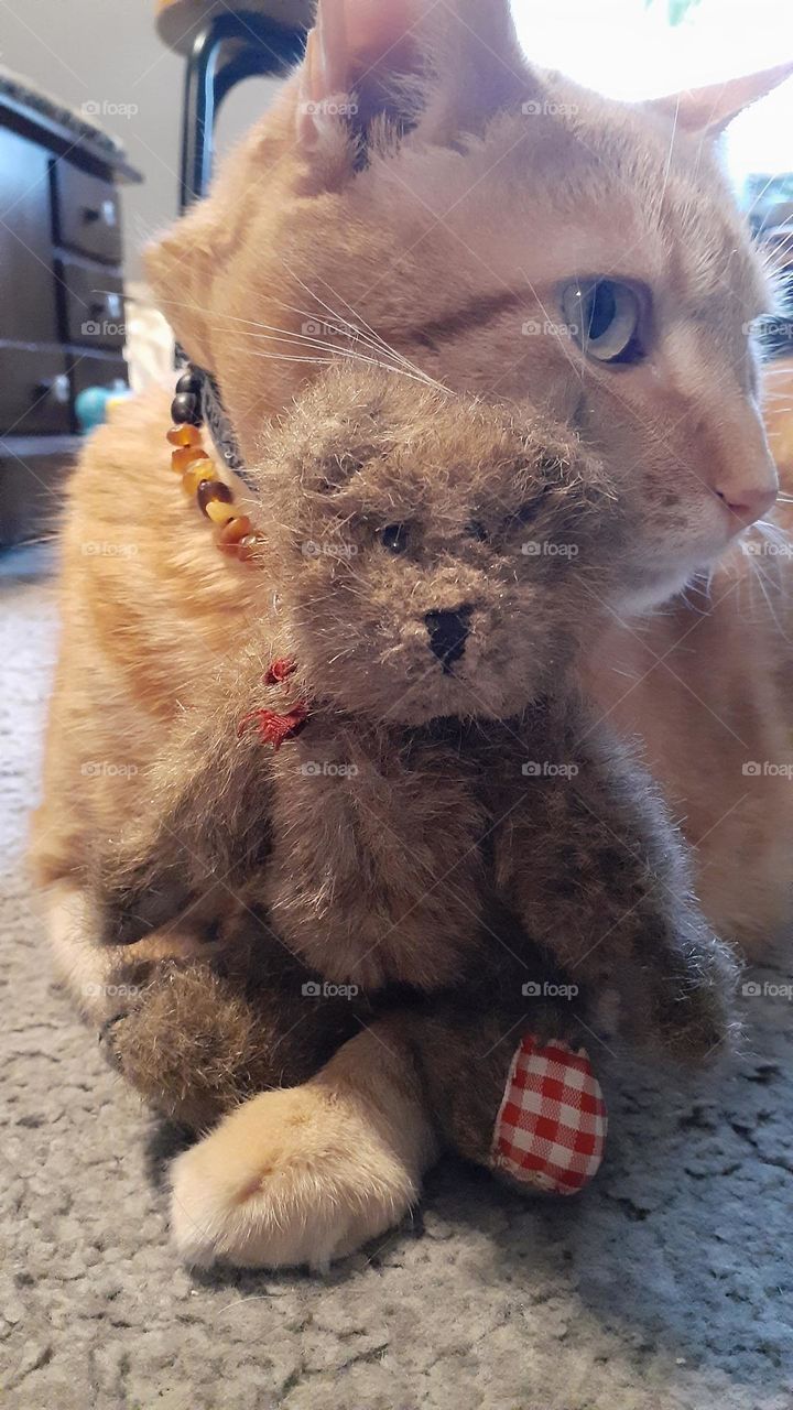 Orange Tabby Teddybear