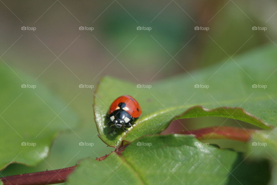macro of lady bug resting on a leaf