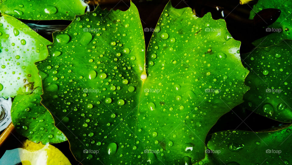 Rain drops... on lotus leaf..