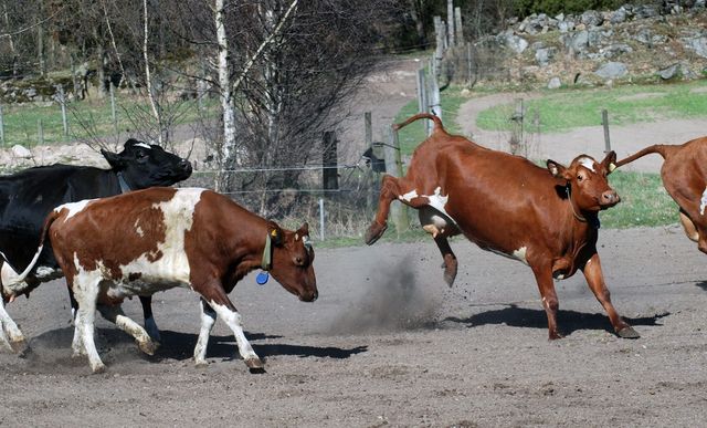 Crazy cow