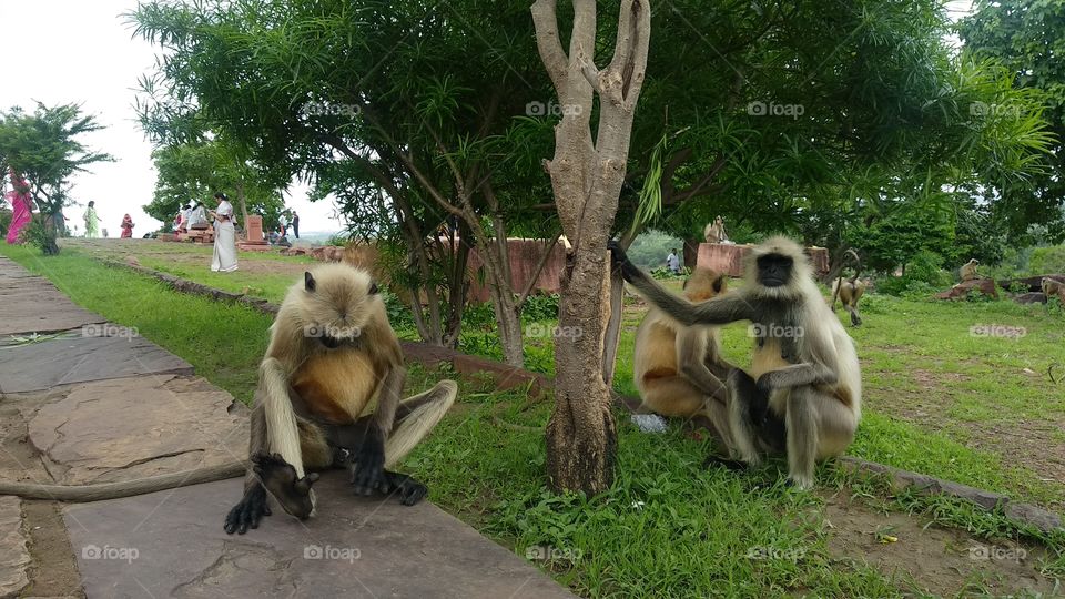 #monkey,#Indian monkey,#beauty