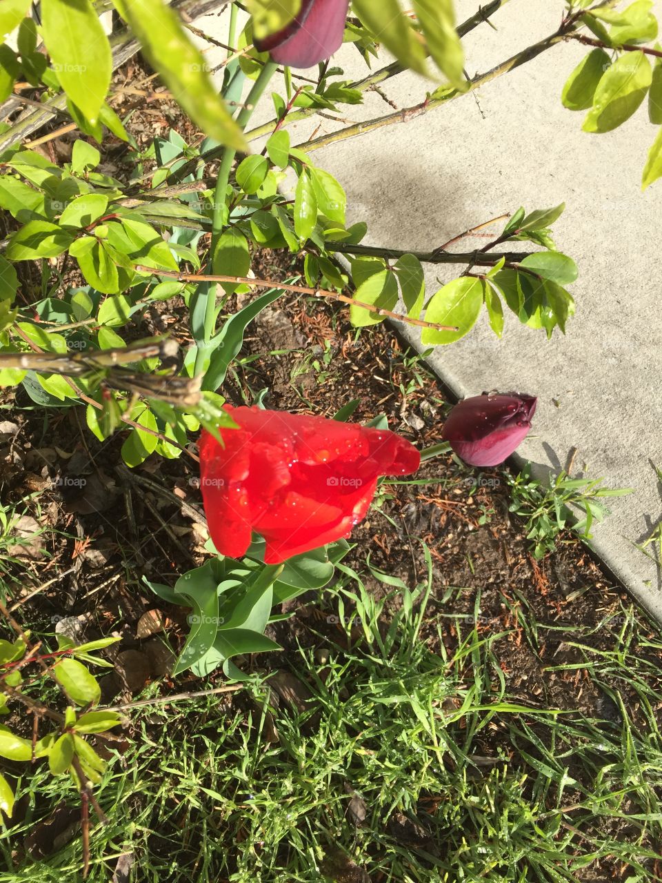 Red Tulips and Purple Tulip 