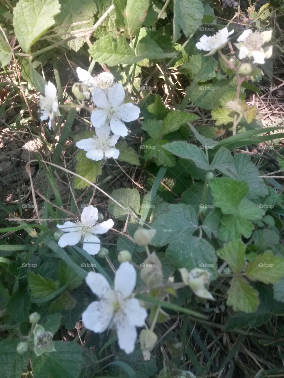 Blackberry flowers
