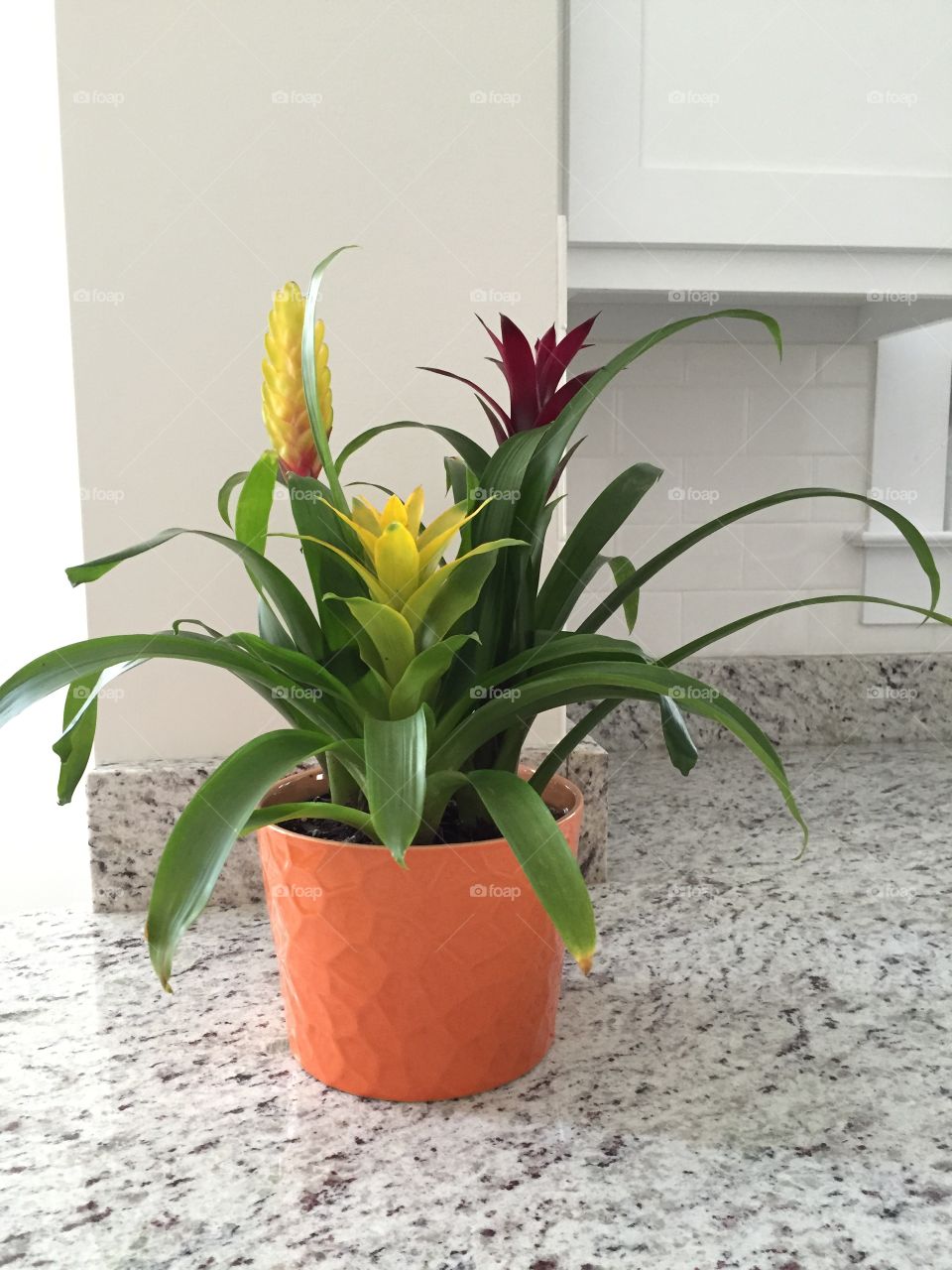 Tropical house plant