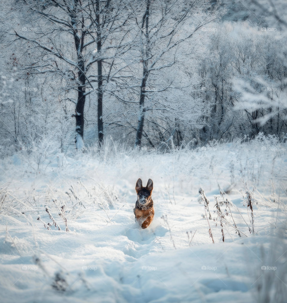 German shepherd portrait in a winter park 