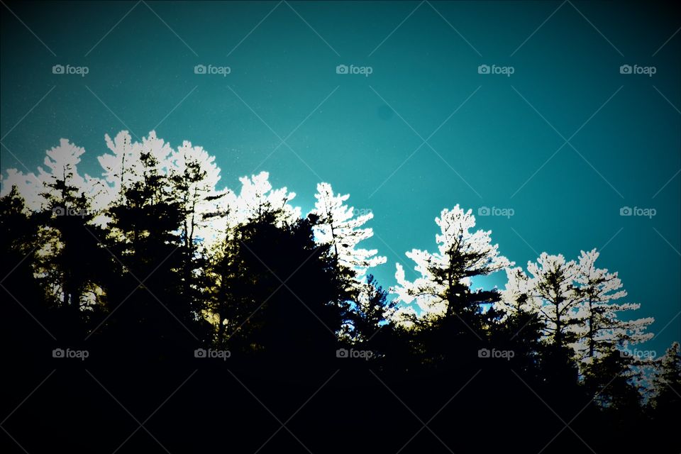 Sunlight on frozen ice topped trees