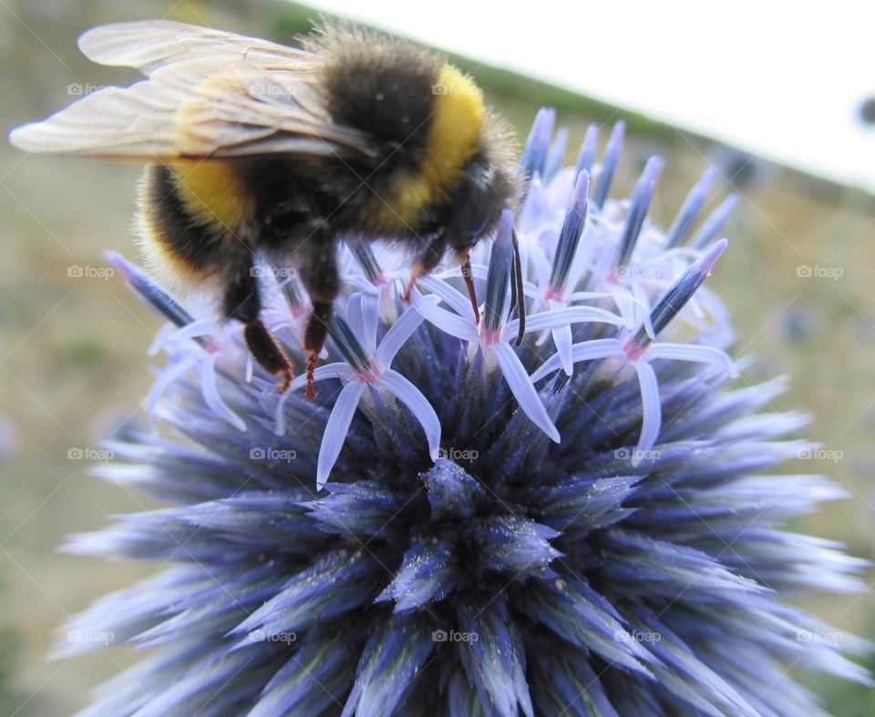 Bumble resting on on echinops🐝