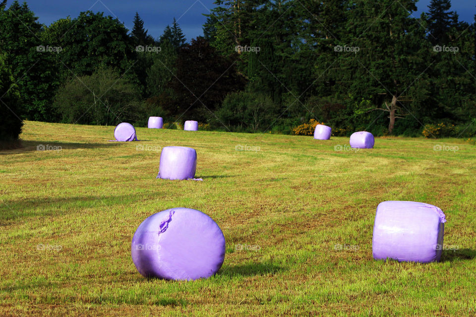 Bales of silage wrapped in purple plastic look like giant marshmallows left on the freshly mowed field. Purple bale wrappers are often used to support charities for sick children. 