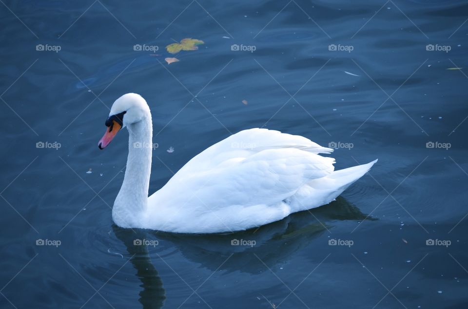 Swan on River 