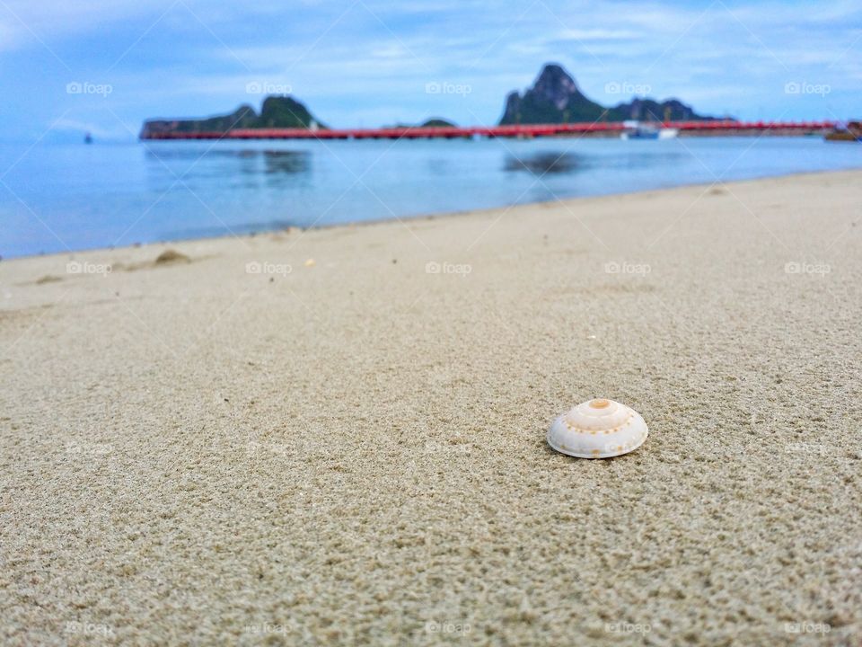 Shells on the beach.