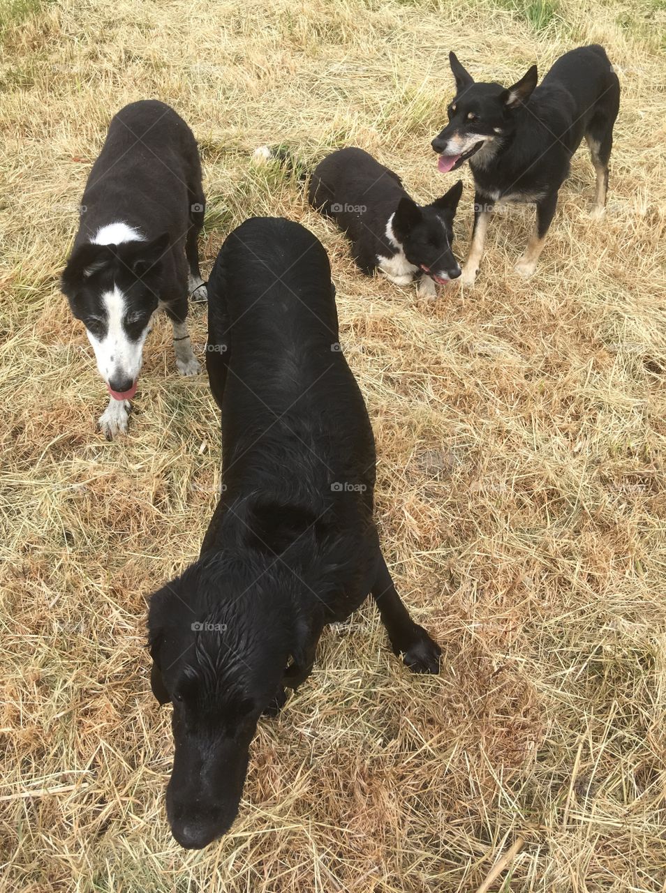 Follow my leader. Four gorgeous dogs . A lovely shot, all poised for action and back drop of dried grass pops them out