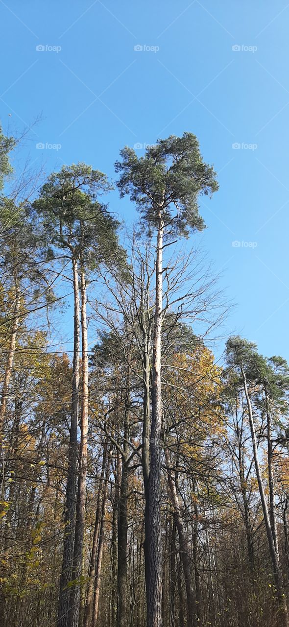 Forest by the blue sky in sunny day in autumn