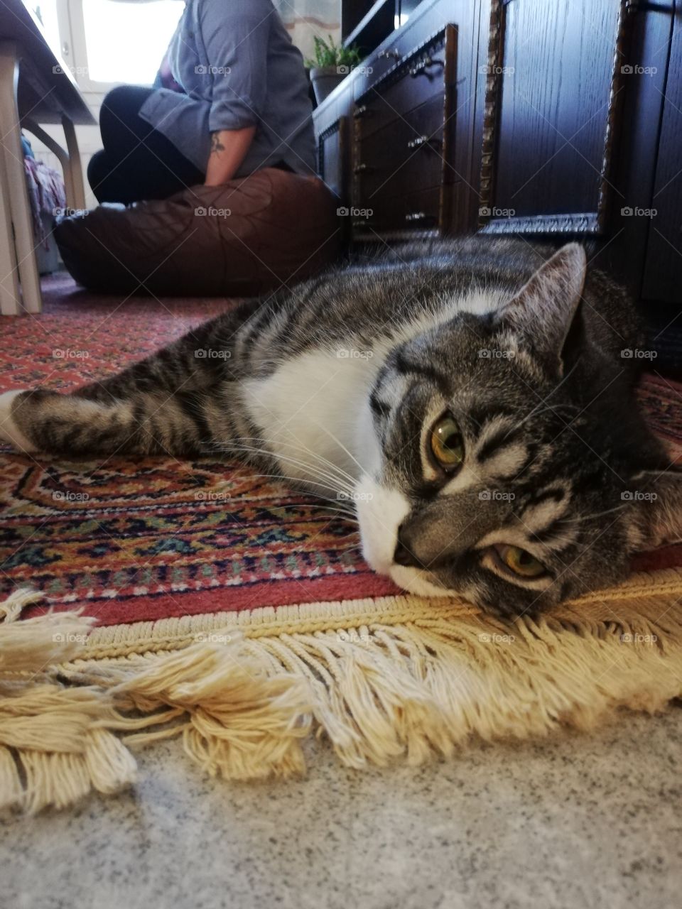 A multicolored cat is resting on a patterned carpet. A person is sitting in the background on a brown leather pillow.