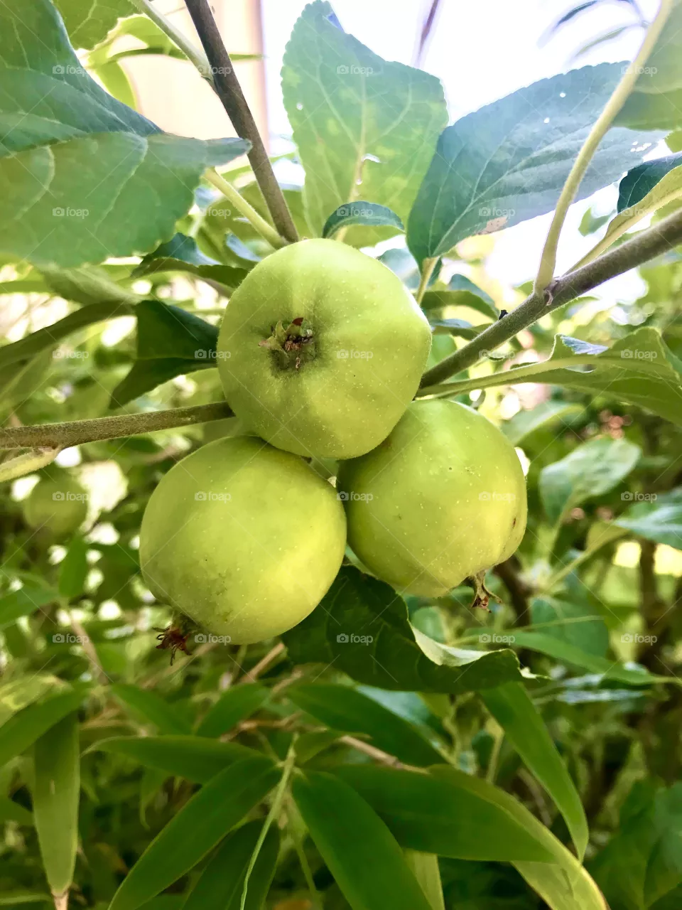 Green Apple