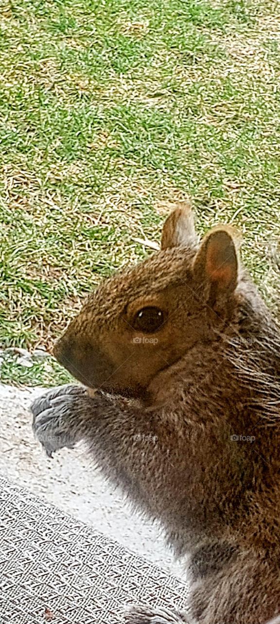 Breakfast with Squirrel