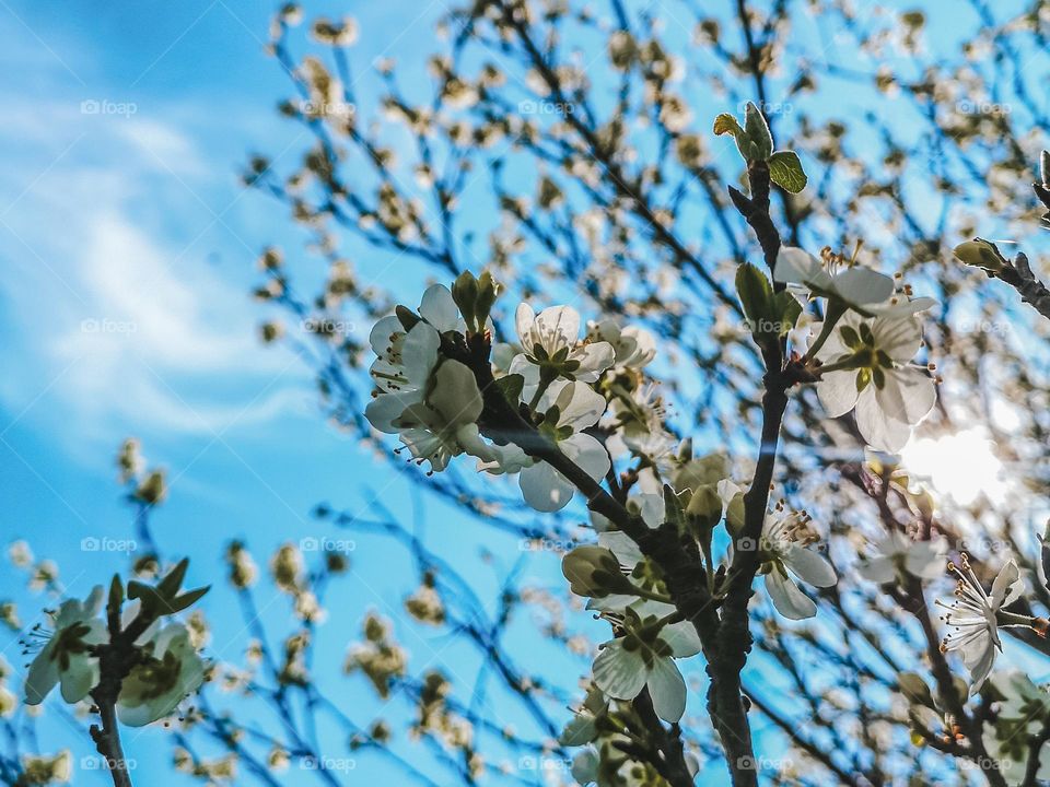 Blooming tree