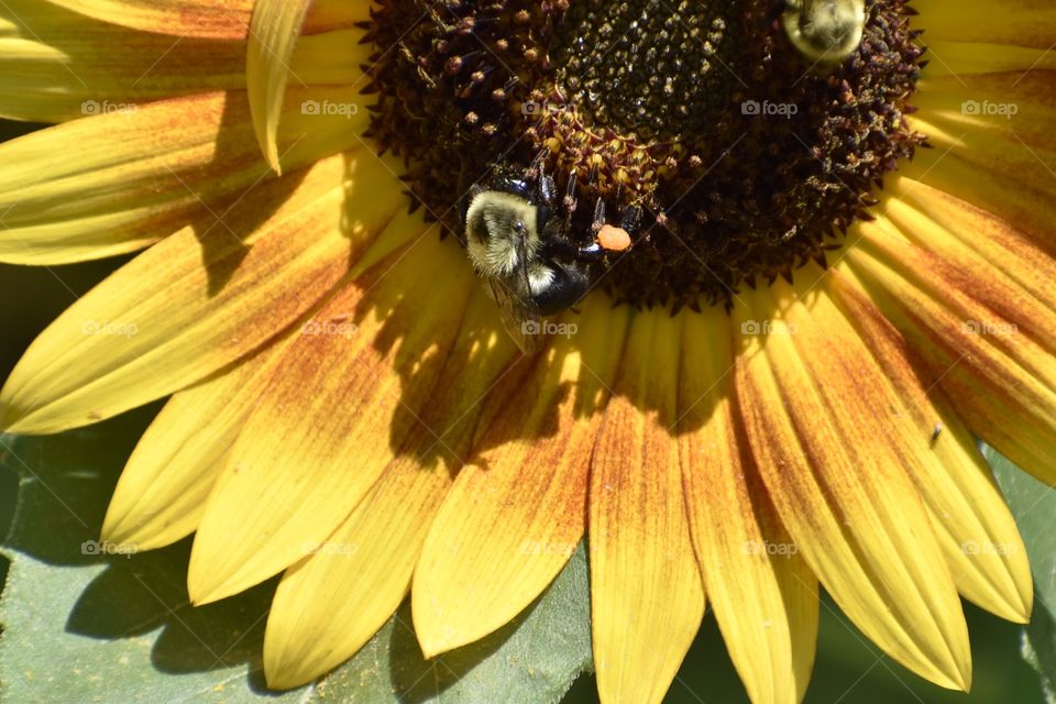 Bee on sunflower