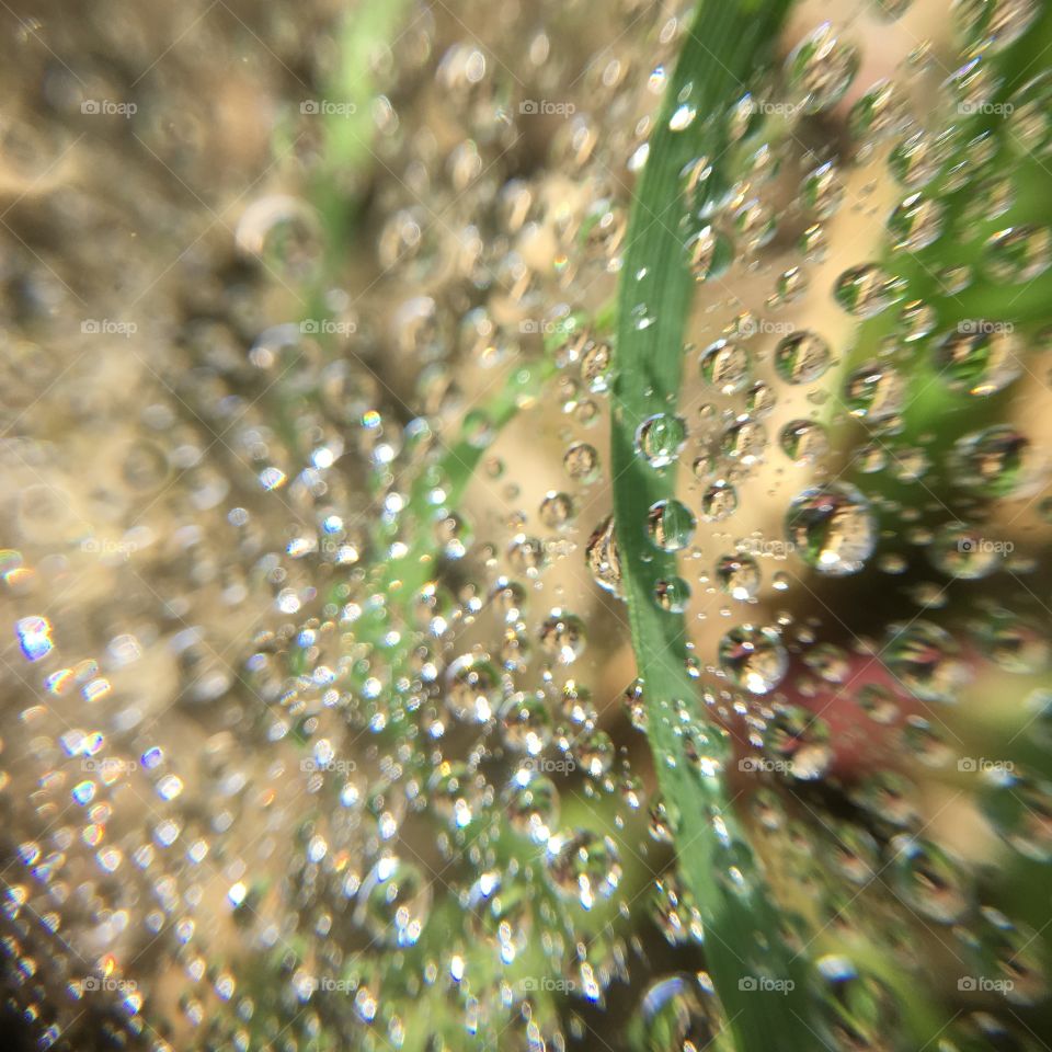 Droplets in spiderweb