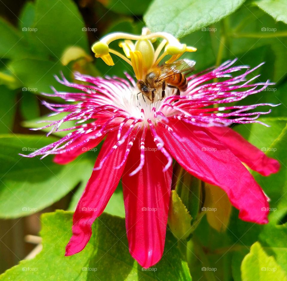 Passion Flower Bee