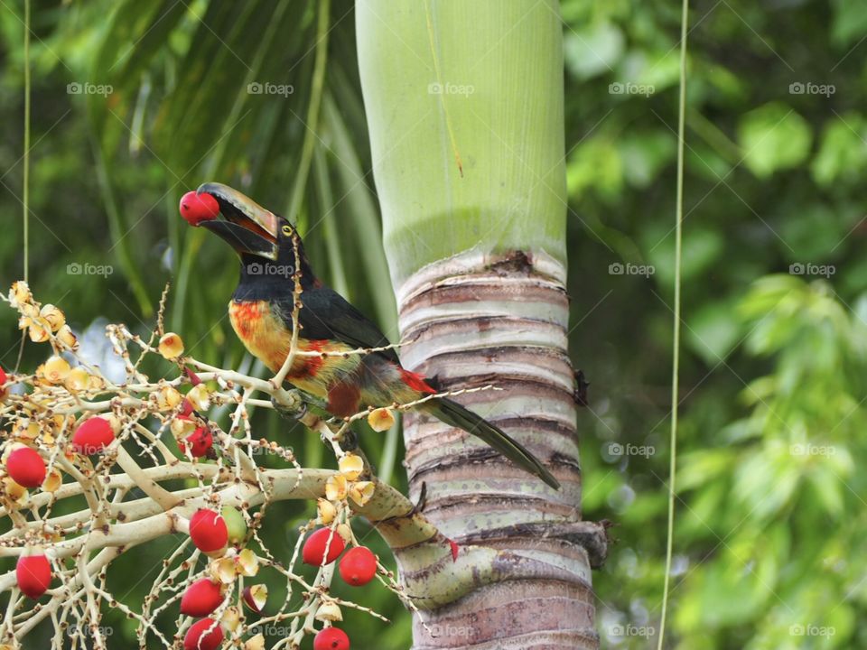 A collared acari toucan sits on a tree in the jungle feeding on bright red fruit