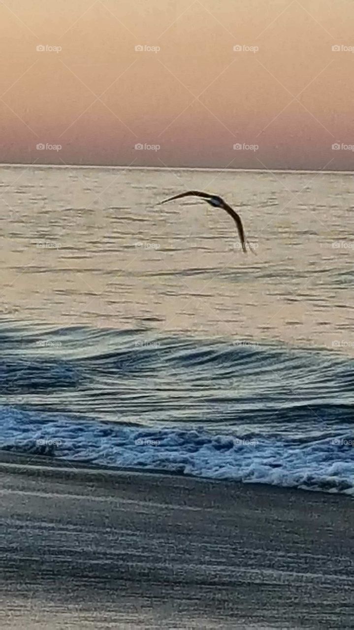 flying seagull