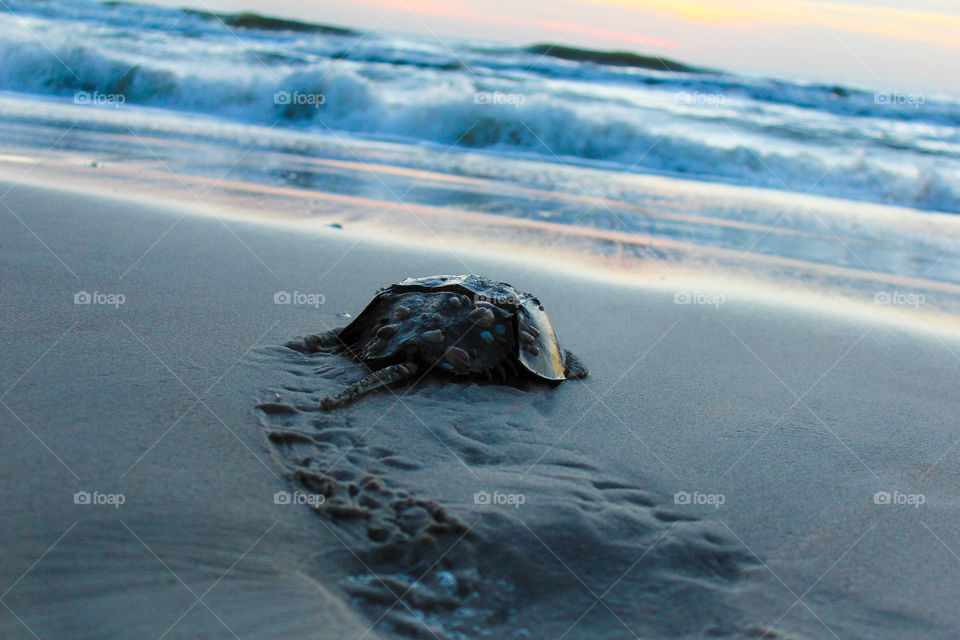 A horseshoe crab returns to the sea on Assateague Island, MD.