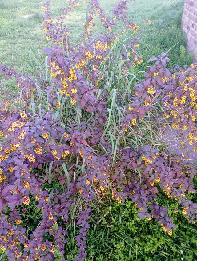 bush