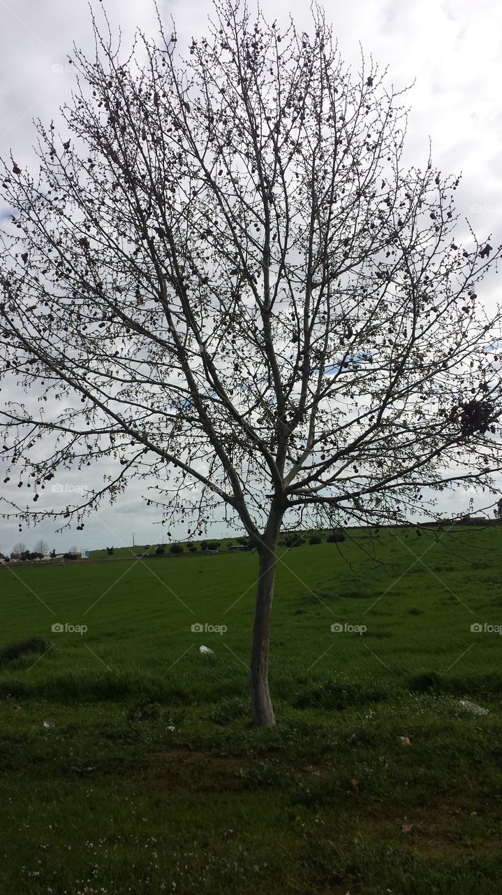 #Tree