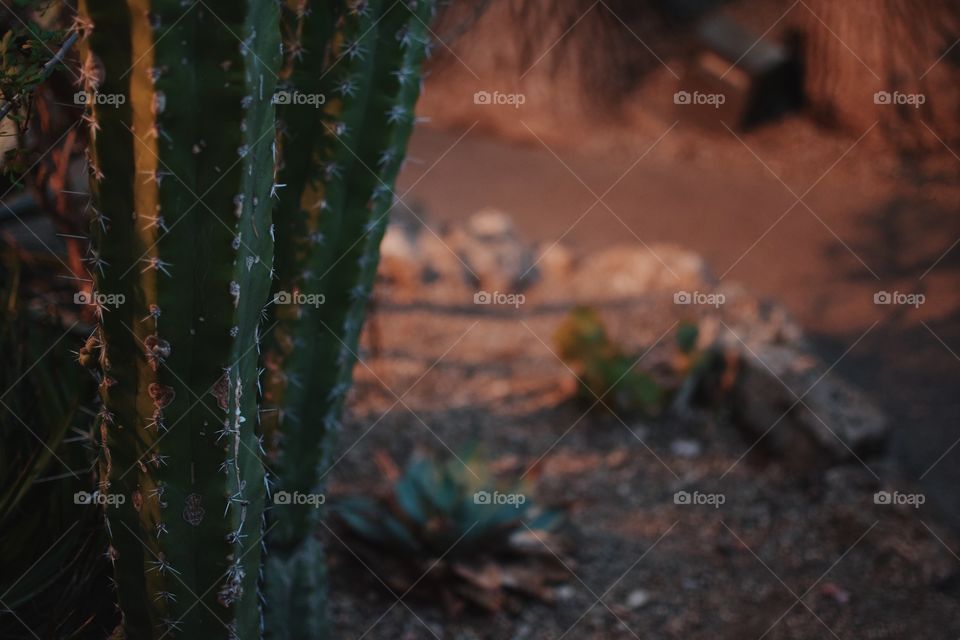 Cactus