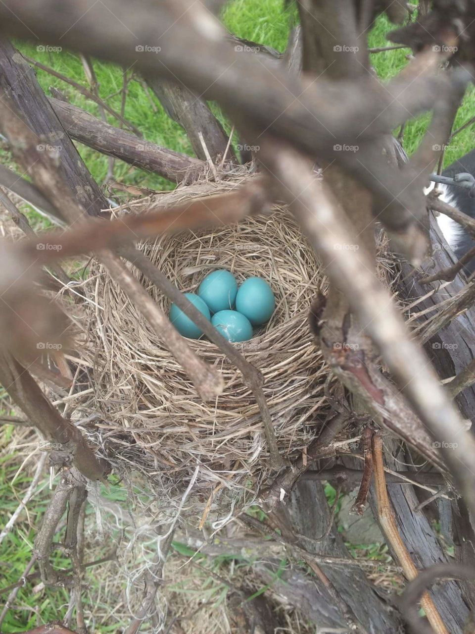 Lovely Robin Eggs