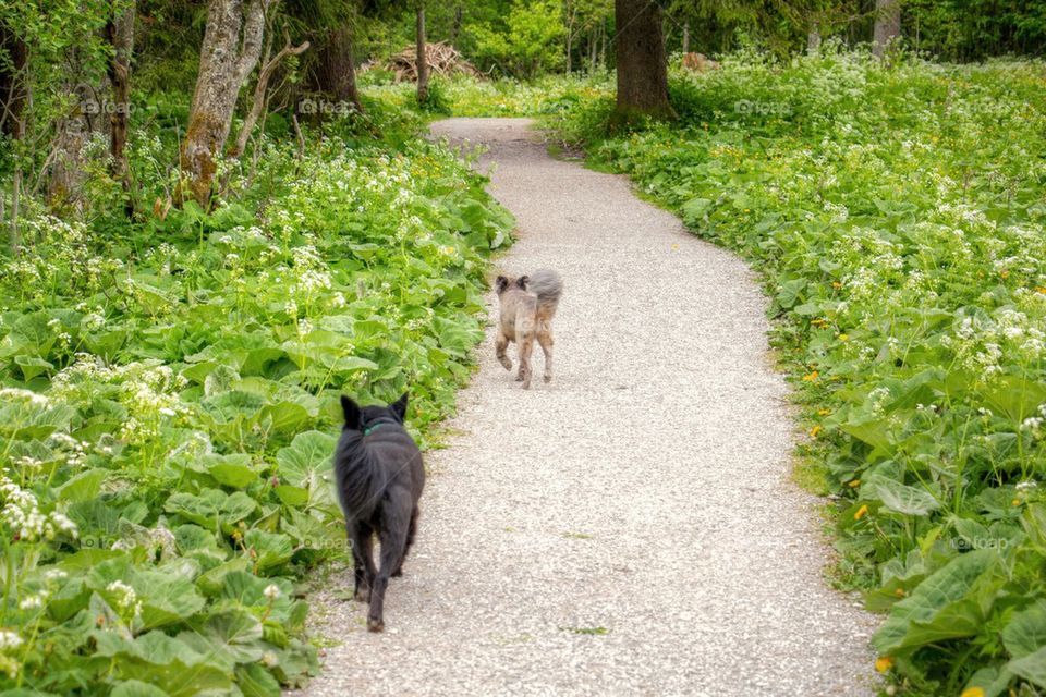 Dogs running on a path