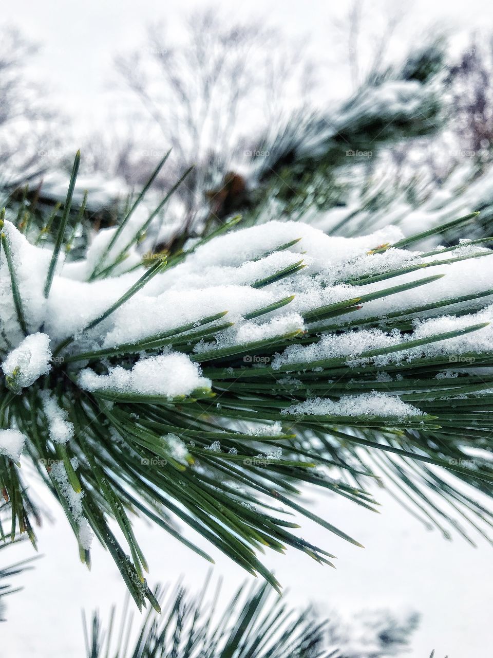 Snow on an evergreen branch—taken in Dyer, Indiana 