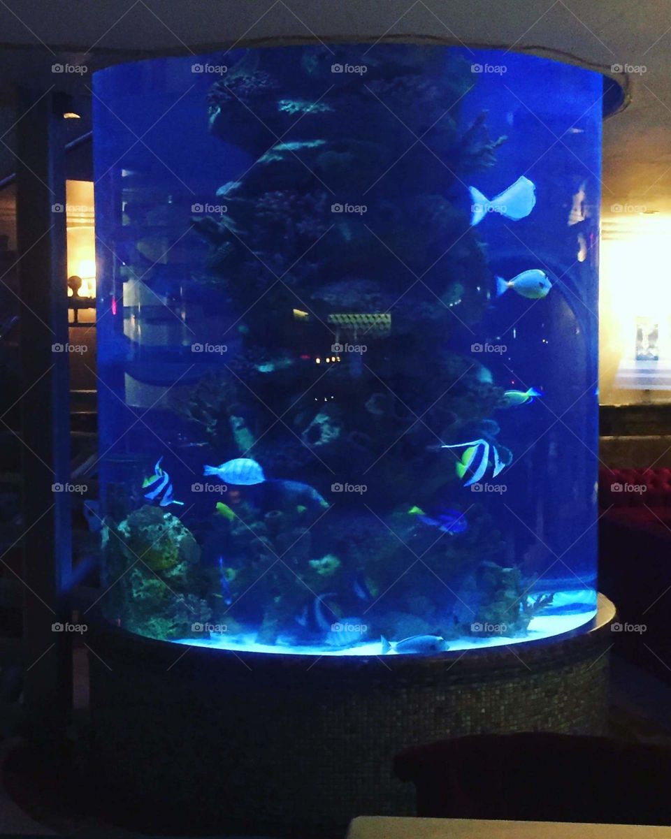 Saw this cool aquarium tank on fifth avenue in Manhattan Ny while I was doing a delivery 