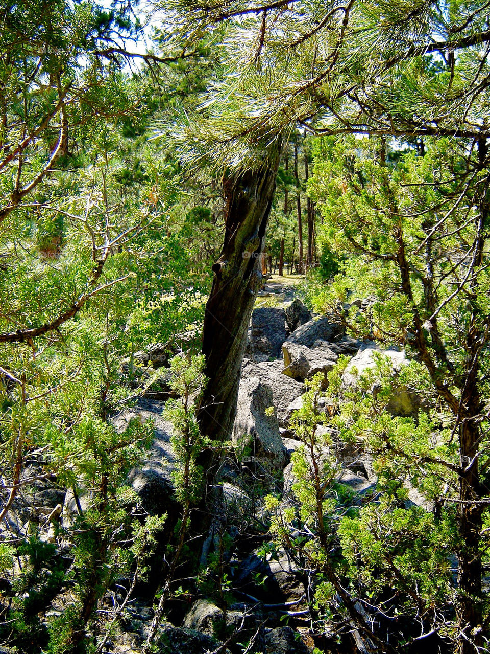 united states tree trees forest by refocusphoto