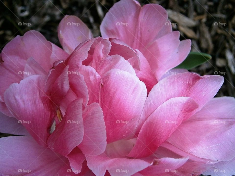 pink flower in Spring