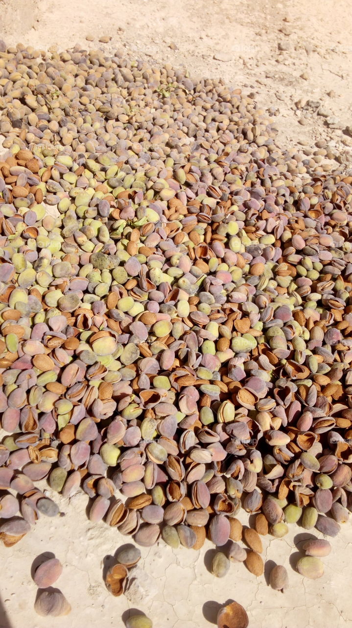 Fruits of almond tree