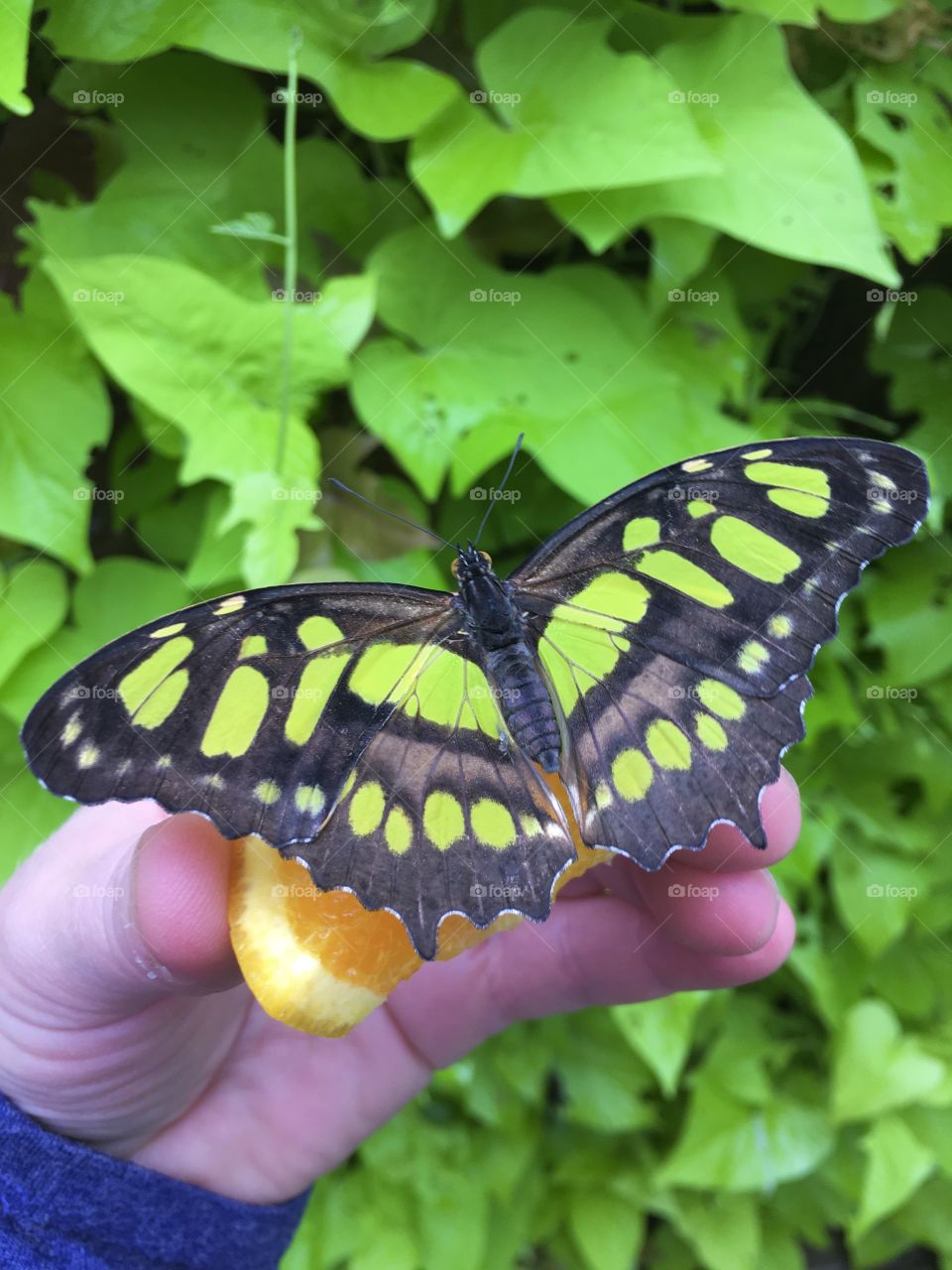 Green and black butterfly