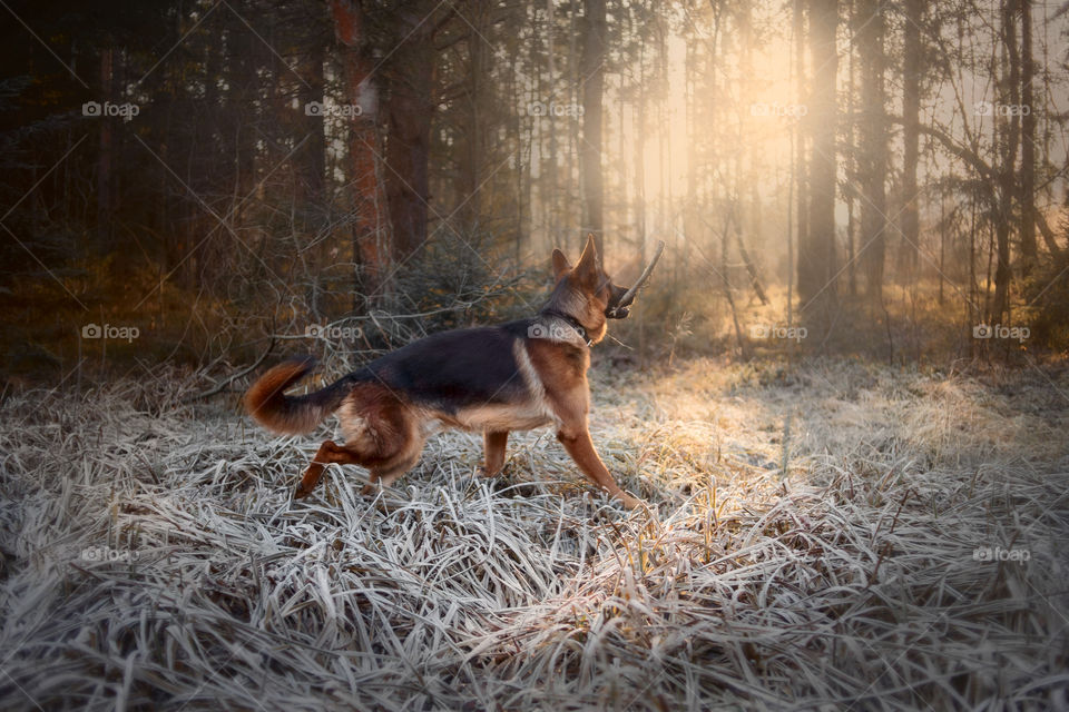 German shepherd dog walking in an winter forest